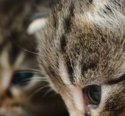 Ogłoszenie - Kocięta do adopcji. Zdjęcie 6