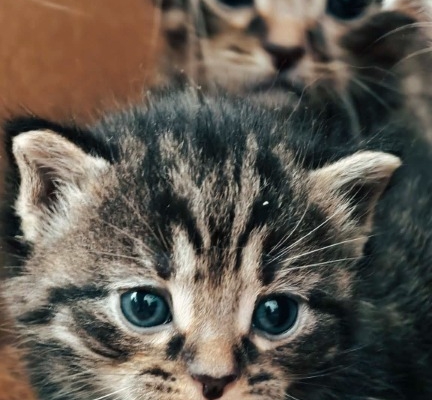 Ogłoszenie - Kocięta do adopcji. Zdjęcie 8