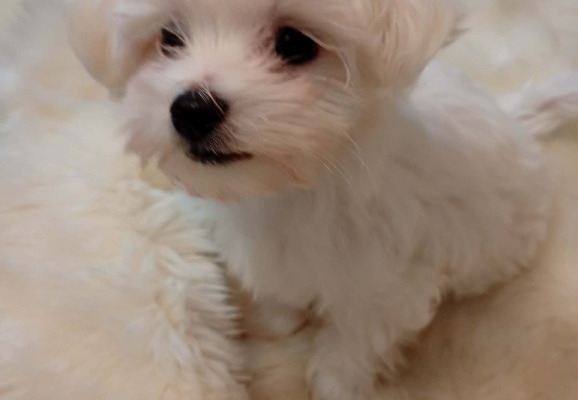 Ogłoszenie - Maltusie. Zdjęcie 1