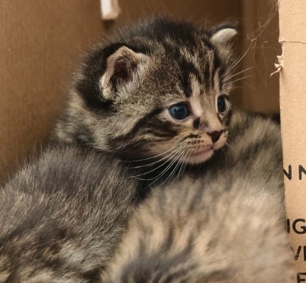 Ogłoszenie - Kocięta do adopcji. Zdjęcie 9