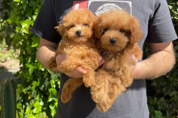 Ogłoszenie - Szczenięta pudla miniaturowego do dobrego domu. Zdjęcie 2