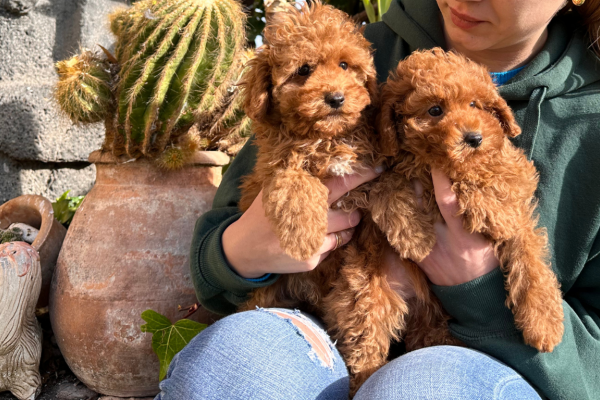 Ogłoszenie - Szczenięta pudla miniaturowego do dobrego domu. Zdjęcie 1
