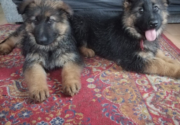 Ogłoszenie - Owczarek niemiecki szczeniak suczka. Zdjęcie 1