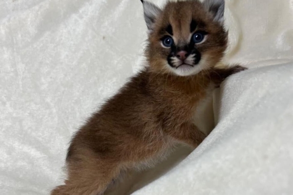 Ogłoszenie - Dostępne młode karakale urodzone w niewoli. Zdjęcie 5