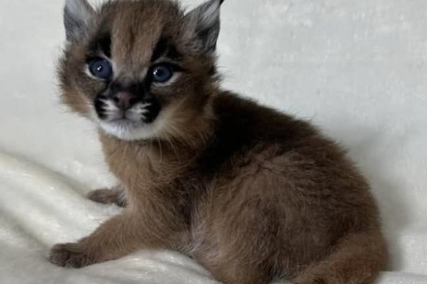 Ogłoszenie - Dostępne młode karakale urodzone w niewoli. Zdjęcie 2