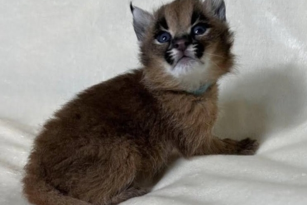 Ogłoszenie - Dostępne młode karakale urodzone w niewoli. Zdjęcie 3