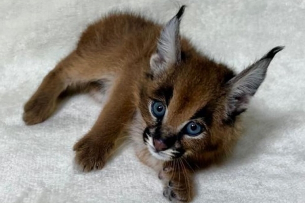 Ogłoszenie - Dostępne młode karakale urodzone w niewoli. Zdjęcie 1