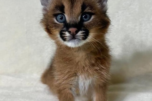 Ogłoszenie - Dostępne młode karakale urodzone w niewoli. Zdjęcie 4