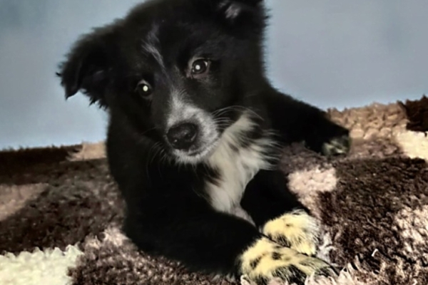 Ogłoszenie - Sprzedam pieski Border collie. Zdjęcie 1