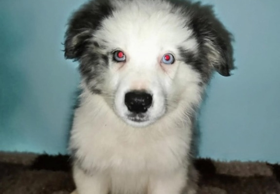 Ogłoszenie - Sprzedam pieski Border collie. Zdjęcie 2