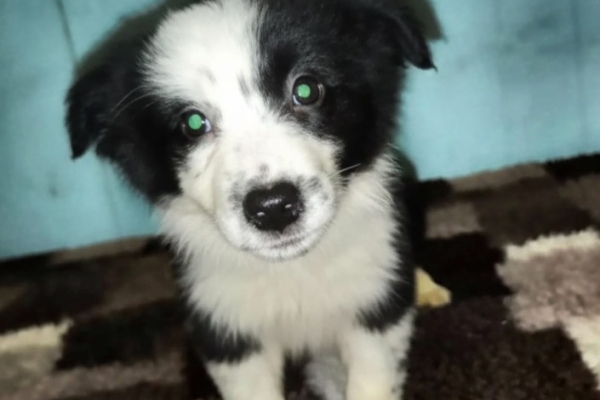 Ogłoszenie - Sprzedam suczki Border collie. Zdjęcie 1