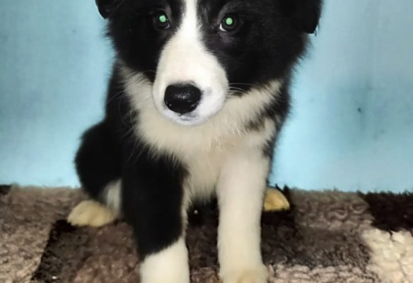 Ogłoszenie - Sprzedam suczki Border collie. Zdjęcie 3