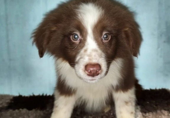 Ogłoszenie - Sprzedam pieski Border collie. Zdjęcie 3