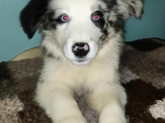 Ogłoszenie - Sprzedam suczki Border collie. Zdjęcie 4