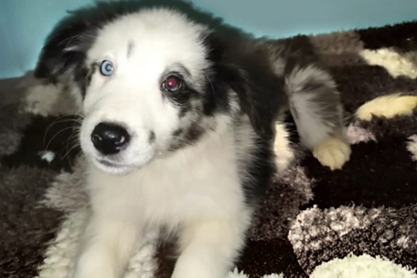 Ogłoszenie - Sprzedam suczki Border collie. Zdjęcie 5