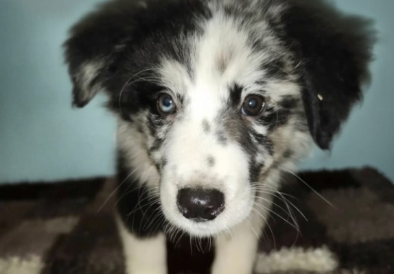 Ogłoszenie - Sprzedam pieski Border collie. Zdjęcie 4