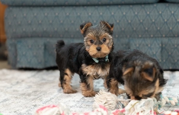 Ogłoszenie - Szczeniaki yorkshire terrier do dobrego domu. Zdjęcie 1