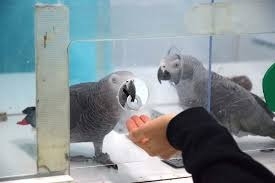 Ogłoszenie - Piękna para samca i samicy afrykańskich papug szarych do adopcji.. Zdjęcie 2