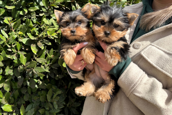 Ogłoszenie - Szczeniaki yorkshire terrier do dobrego domu. Zdjęcie 2