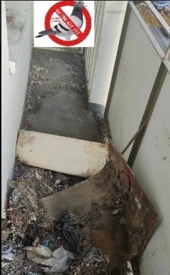 Ogłoszenie - Czyszczenie po gołębiach Opole. Zdjęcie 1