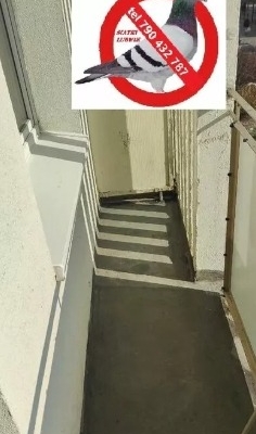 Ogłoszenie - Czyszczenie po gołębiach Opole. Zdjęcie 2