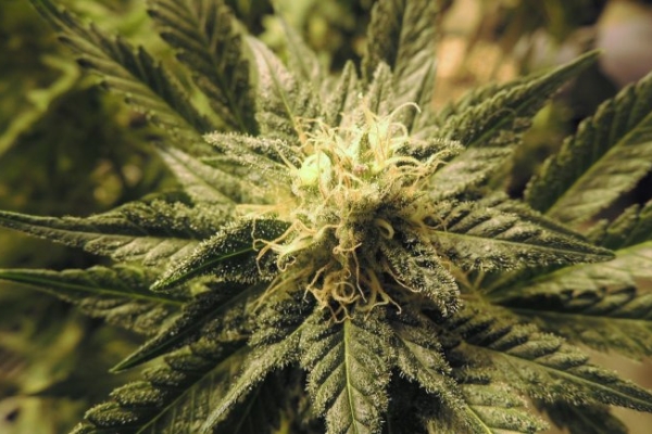 Ogłoszenie - Coffee Shop - Zapraszam. Zdjęcie 1