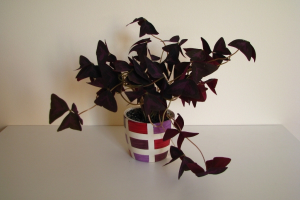 Ogłoszenie - Szczawik trójkątny purpurowy na taras do mieszkania oranżerii ogrodu. Zdjęcie 4