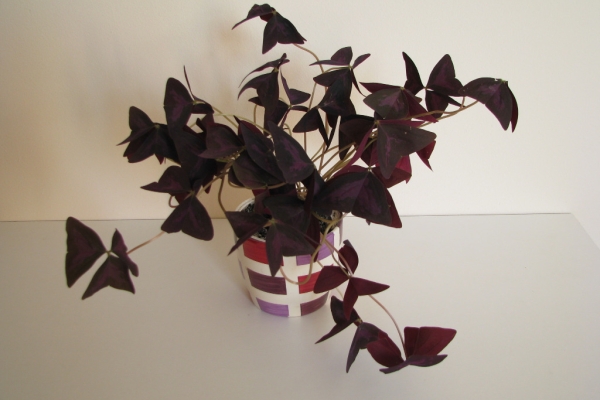 Ogłoszenie - Szczawik trójkątny purpurowy na taras do mieszkania oranżerii ogrodu. Zdjęcie 3