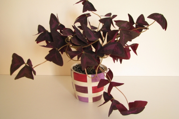 Ogłoszenie - Szczawik trójkątny purpurowy na taras do mieszkania oranżerii ogrodu. Zdjęcie 2