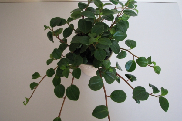 Ogłoszenie - Mulenbekia – piękna zdrowa roślinka ozdobna. Zdjęcie 7