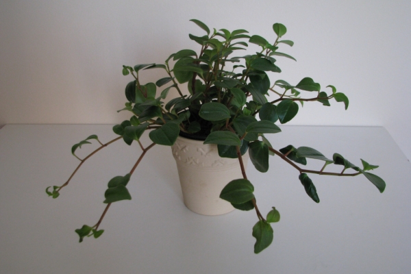 Ogłoszenie - Mulenbekia – piękna zdrowa roślinka ozdobna. Zdjęcie 6