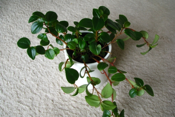 Ogłoszenie - Mulenbekia – piękna zdrowa roślinka ozdobna. Zdjęcie 4