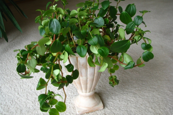 Ogłoszenie - Mulenbekia – piękna zdrowa roślinka ozdobna. Zdjęcie 2