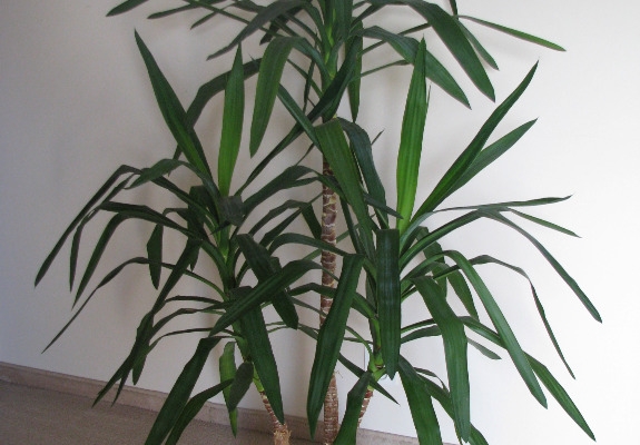 Ogłoszenie - Juka – piękny, zdrowy, duży kwiat doniczkowy,  3-pienny, 1,6 m. Zdjęcie 3