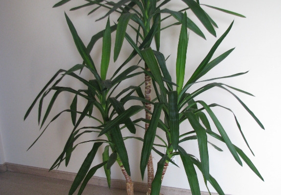 Ogłoszenie - Juka – piękny, zdrowy, duży kwiat doniczkowy,  3-pienny, 1,6 m. Zdjęcie 2