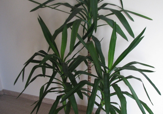 Ogłoszenie - Juka – piękny, zdrowy, duży kwiat doniczkowy,  3-pienny, 1,6 m. Zdjęcie 1