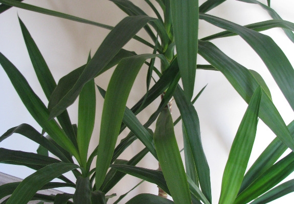 Ogłoszenie - Juka – piękny, zdrowy, duży kwiat doniczkowy,  3-pienny, 1,6 m. Zdjęcie 4