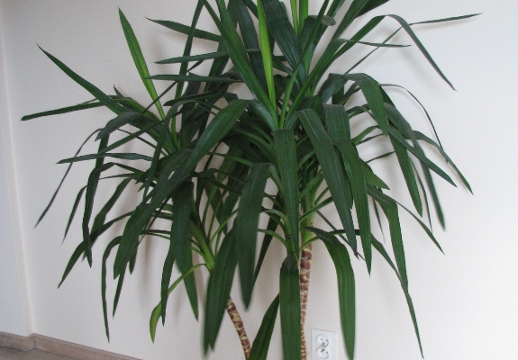 Ogłoszenie - Juka – piękny, zdrowy, duży kwiat doniczkowy,  3-pienny, 1,6 m. Zdjęcie 5