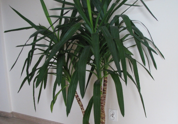 Ogłoszenie - Juka – piękny, zdrowy, duży kwiat doniczkowy,  3-pienny, 1,6 m. Zdjęcie 6