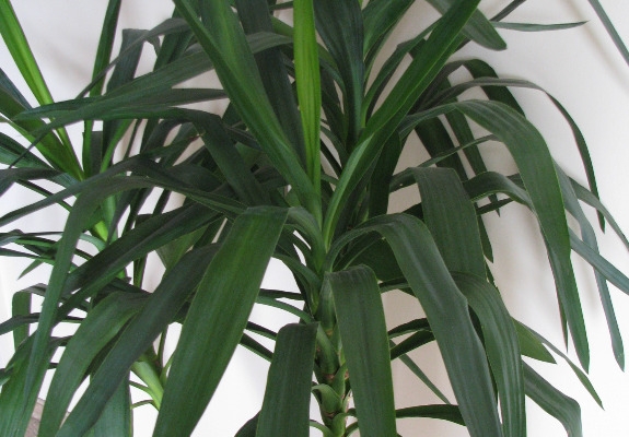 Ogłoszenie - Juka – piękny, zdrowy, duży kwiat doniczkowy,  3-pienny, 1,6 m. Zdjęcie 8