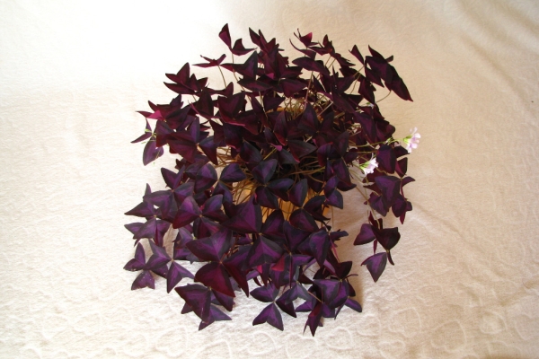 Ogłoszenie - Szczawik trójkątny purpurowy na taras do mieszkania oranżerii ogrodu. Zdjęcie 6