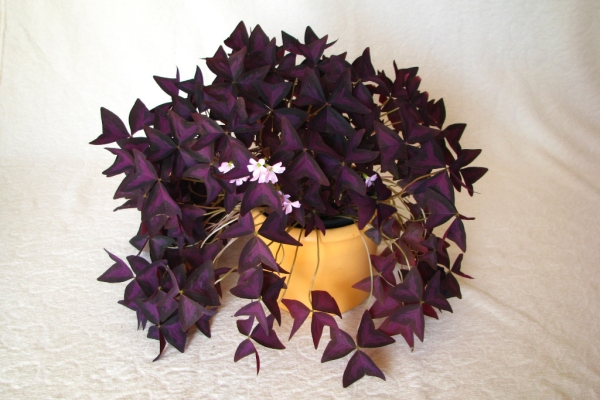 Ogłoszenie - Szczawik trójkątny purpurowy na taras do mieszkania oranżerii ogrodu. Zdjęcie 1