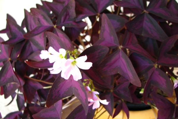 Ogłoszenie - Szczawik trójkątny purpurowy na taras do mieszkania oranżerii ogrodu. Zdjęcie 5