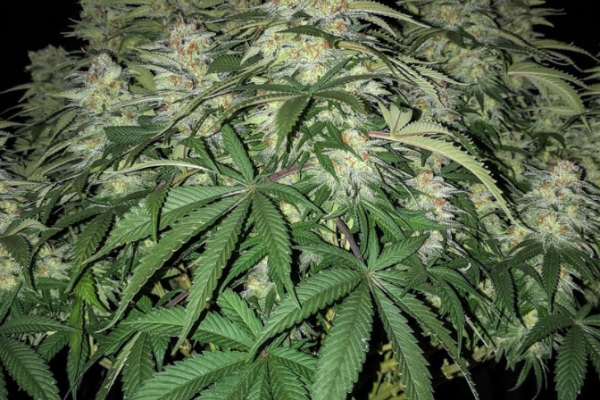 Ogłoszenie - Cannabis Light EU - Zapraszam. Zdjęcie 1