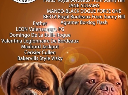 Ogłoszenie - Szczenięta Dogue de Bordeaux. Zdjęcie 5