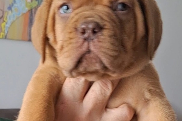 Ogłoszenie - Szczenięta Dogue de Bordeaux. Zdjęcie 1