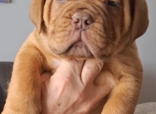 Ogłoszenie - Szczenięta Dogue de Bordeaux. Zdjęcie 2