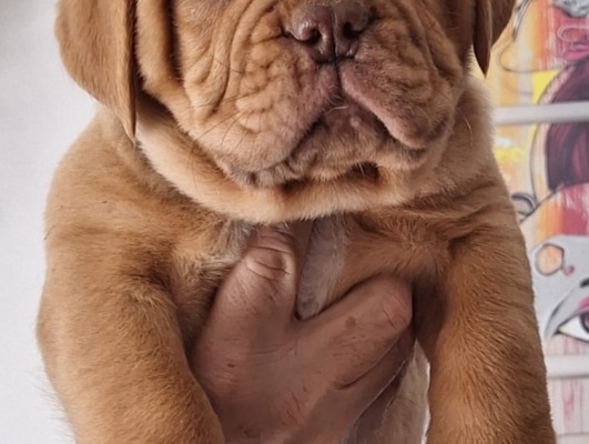 Ogłoszenie - Szczenięta Dogue de Bordeaux. Zdjęcie 3