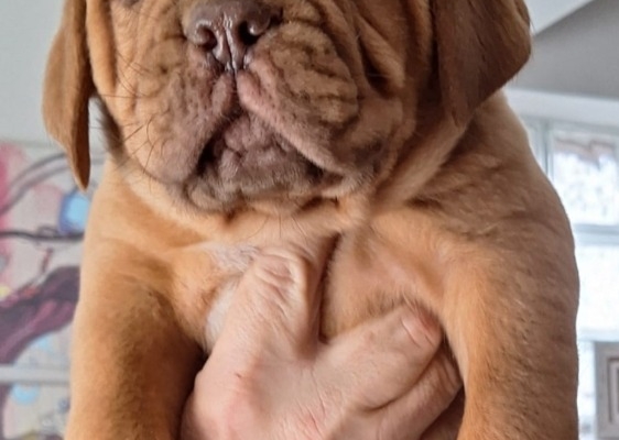 Ogłoszenie - Szczenięta Dogue de Bordeaux. Zdjęcie 4