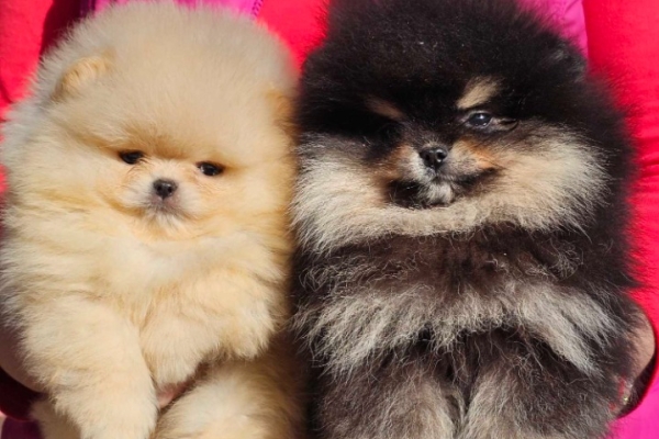 Ogłoszenie - Pomeranian BOO „misie”, szczenięta szpica pomerańskiego. Zdjęcie 1